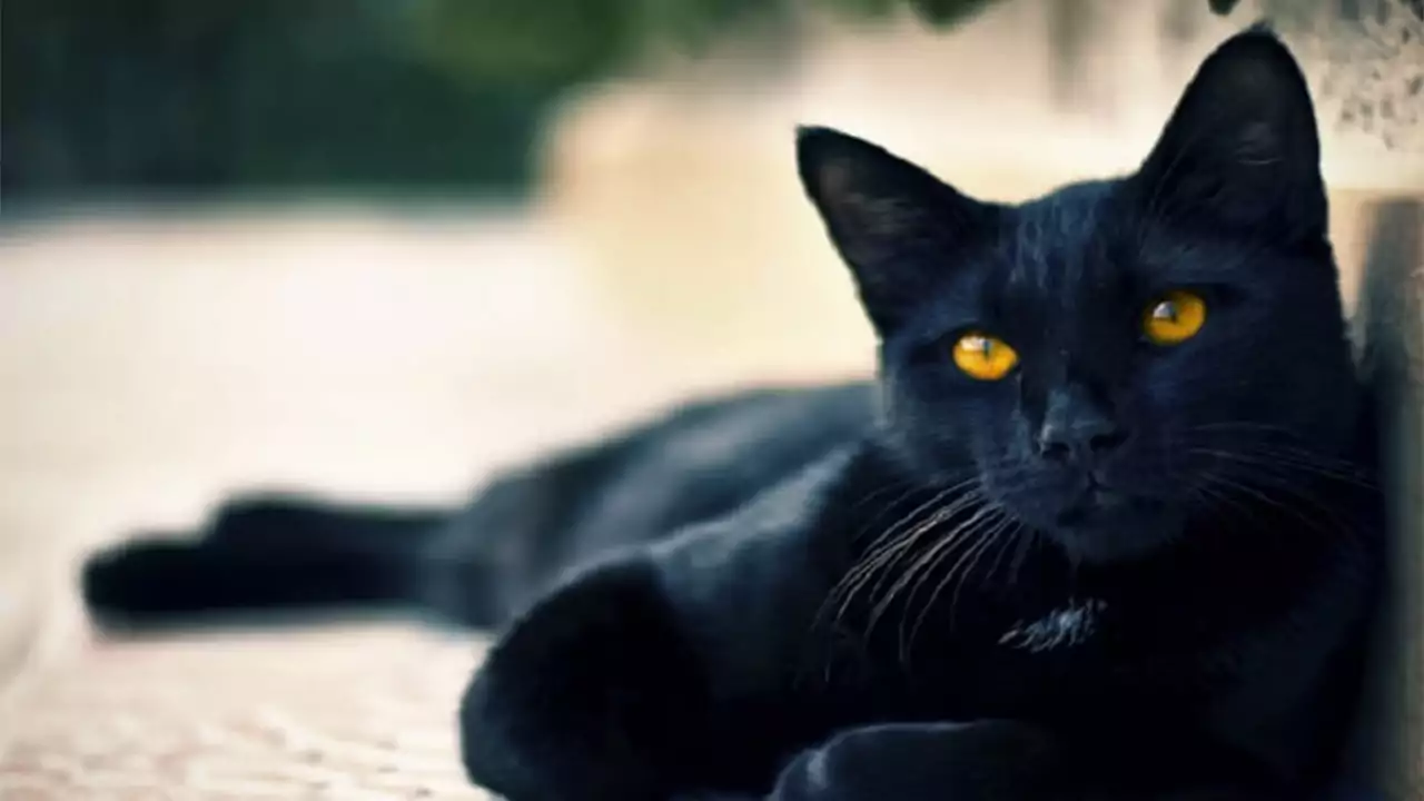 Nằm mơ thấy giết mèo đen là điềm gì?